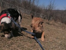 LANA, Hund, Mischlingshund in Rumänien - Bild 30