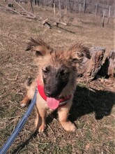 LANA, Hund, Mischlingshund in Rumänien - Bild 32