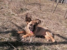 LANA, Hund, Mischlingshund in Rumänien - Bild 33