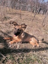 LANA, Hund, Mischlingshund in Rumänien - Bild 34