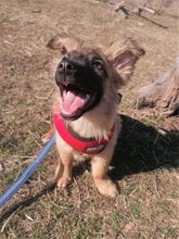 LANA, Hund, Mischlingshund in Rumänien - Bild 37
