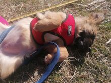 LANA, Hund, Mischlingshund in Rumänien - Bild 38