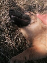 LANA, Hund, Mischlingshund in Rumänien - Bild 39