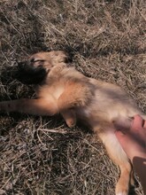 LANA, Hund, Mischlingshund in Rumänien - Bild 41