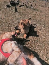 LANA, Hund, Mischlingshund in Rumänien - Bild 42