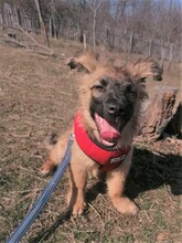 LANA, Hund, Mischlingshund in Rumänien - Bild 45