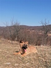 LANA, Hund, Mischlingshund in Rumänien - Bild 46