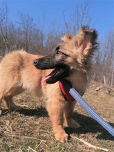 LANA, Hund, Mischlingshund in Rumänien - Bild 47