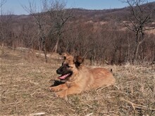 LANA, Hund, Mischlingshund in Rumänien - Bild 49