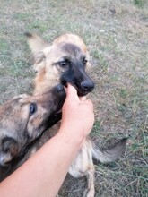 LANA, Hund, Mischlingshund in Rumänien - Bild 5