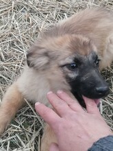 LANA, Hund, Mischlingshund in Rumänien - Bild 50
