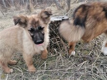 LANA, Hund, Mischlingshund in Rumänien - Bild 51