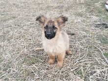 LANA, Hund, Mischlingshund in Rumänien - Bild 52