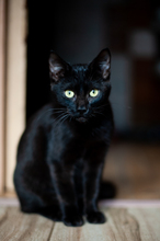 ONIX, Katze, Hauskatze in Rumänien - Bild 3