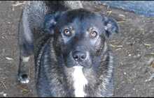 JOKER, Hund, Mischlingshund in Rumänien - Bild 1