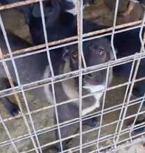 JOKER, Hund, Mischlingshund in Rumänien - Bild 2