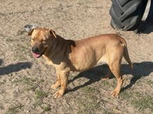 KISMA, Hund, Mischlingshund in Ungarn - Bild 3