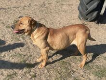 KISMA, Hund, Mischlingshund in Ungarn - Bild 4