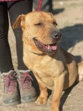 KISMA, Hund, Mischlingshund in Ungarn - Bild 7