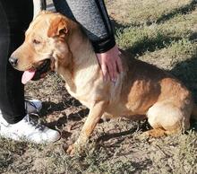 KISMA, Hund, Mischlingshund in Ungarn - Bild 8