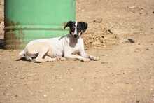 LALA, Hund, Bodeguero Andaluz in Spanien - Bild 12