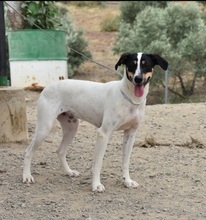 LALA, Hund, Bodeguero Andaluz in Spanien - Bild 15