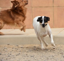 LALA, Hund, Bodeguero Andaluz in Spanien - Bild 16