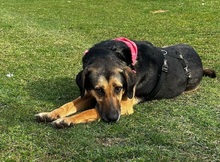 BELLA, Hund, Mischlingshund in Bulgarien - Bild 11