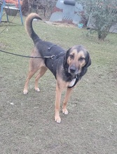 BELLA, Hund, Mischlingshund in Bulgarien - Bild 14