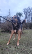BELLA, Hund, Mischlingshund in Bulgarien - Bild 16