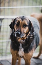 BELLA, Hund, Mischlingshund in Bulgarien - Bild 18