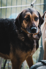BELLA, Hund, Mischlingshund in Bulgarien - Bild 20