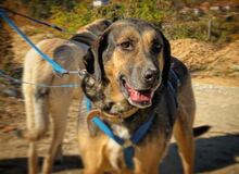BELLA, Hund, Mischlingshund in Bulgarien - Bild 26