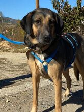 BELLA, Hund, Mischlingshund in Bulgarien - Bild 27