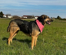 BELLA, Hund, Mischlingshund in Bulgarien - Bild 8