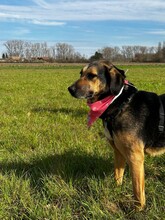 BELLA, Hund, Mischlingshund in Bulgarien - Bild 9