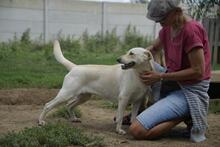 HOPIHE, Hund, Mischlingshund in Ungarn - Bild 1