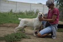 HOPIHE, Hund, Mischlingshund in Ungarn - Bild 2