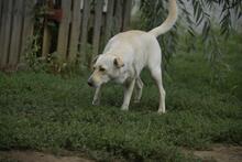 HOPIHE, Hund, Mischlingshund in Ungarn - Bild 3