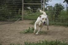 HOPIHE, Hund, Mischlingshund in Ungarn - Bild 4
