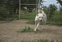 HOPIHE, Hund, Mischlingshund in Ungarn - Bild 5