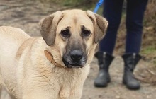 BONNIE, Hund, Mischlingshund in Bulgarien - Bild 1