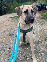 BONNIE, Hund, Mischlingshund in Bulgarien - Bild 10