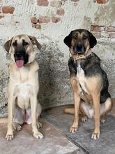 BONNIE, Hund, Mischlingshund in Bulgarien - Bild 27