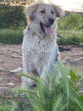 BELYO, Hund, Mischlingshund in Bulgarien - Bild 1