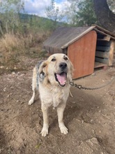 BELYO, Hund, Mischlingshund in Bulgarien - Bild 12