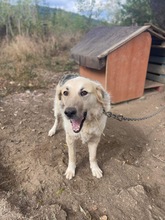 BELYO, Hund, Mischlingshund in Bulgarien - Bild 13