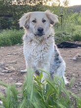 BELYO, Hund, Mischlingshund in Bulgarien - Bild 14