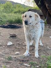 BELYO, Hund, Mischlingshund in Bulgarien - Bild 15