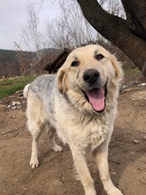 BELYO, Hund, Mischlingshund in Bulgarien - Bild 16